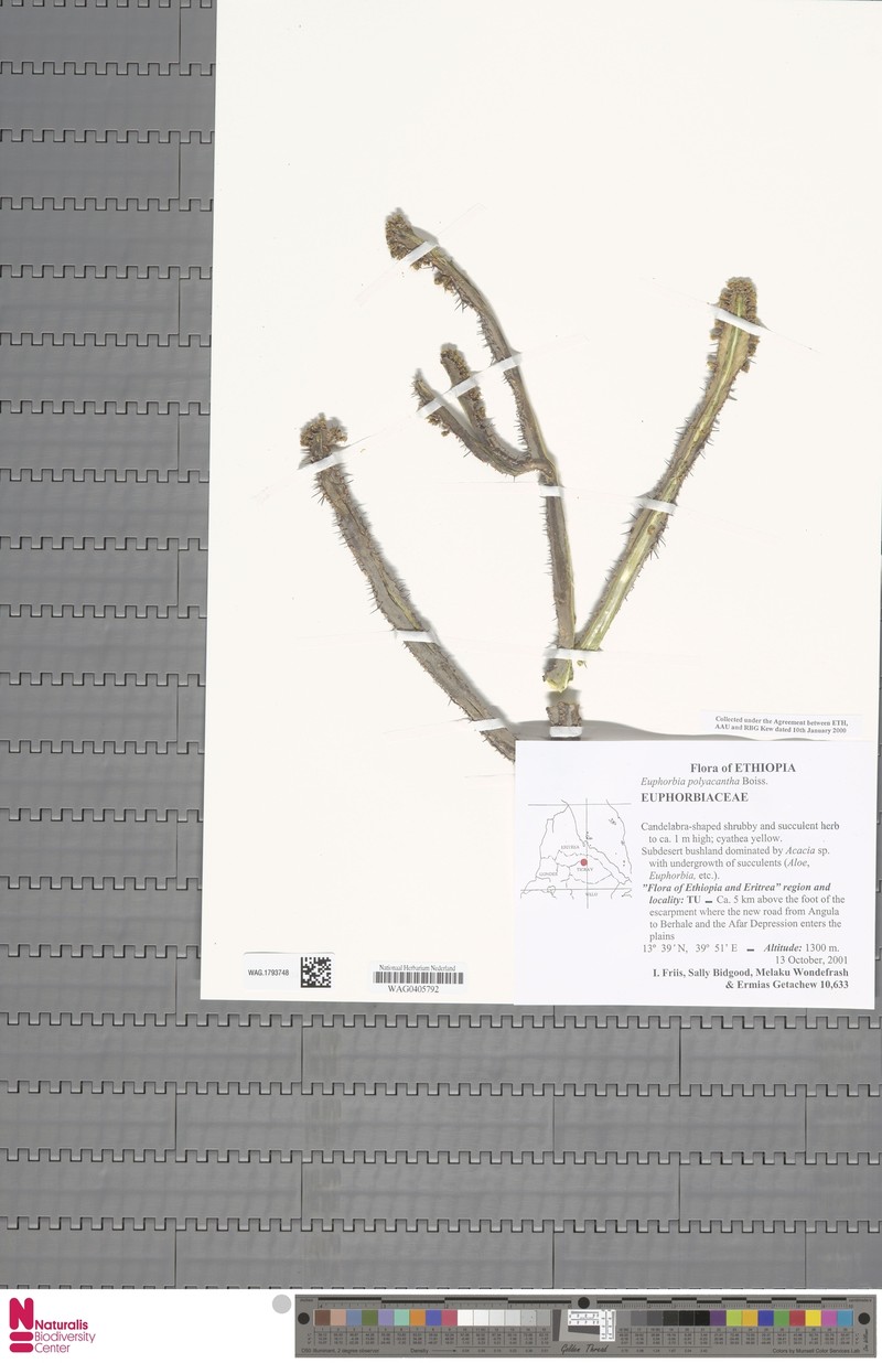 Euphorbia polyacantha photo 5