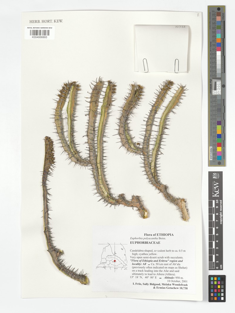 Euphorbia polyacantha photo 6