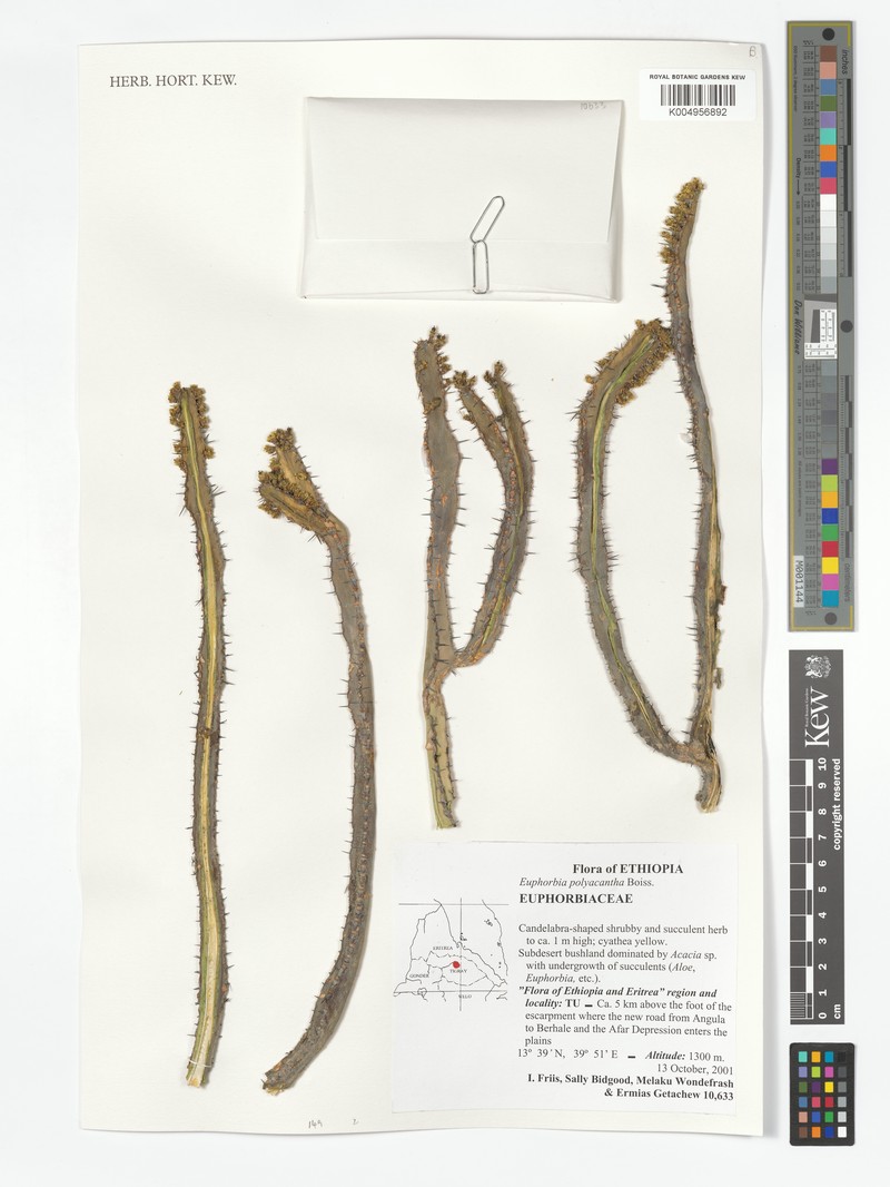 Euphorbia polyacantha photo 7