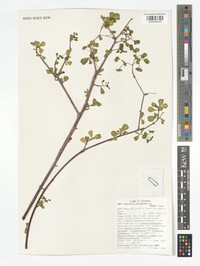 Euphorbia polyantha