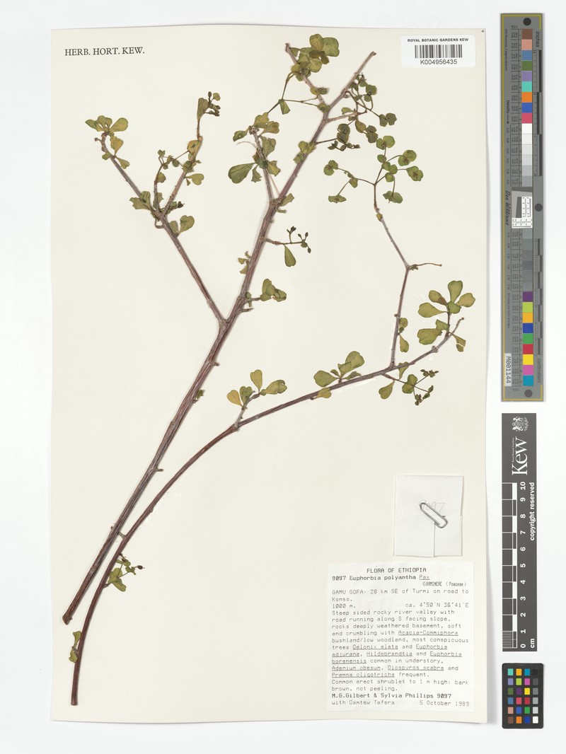 Euphorbia polyantha