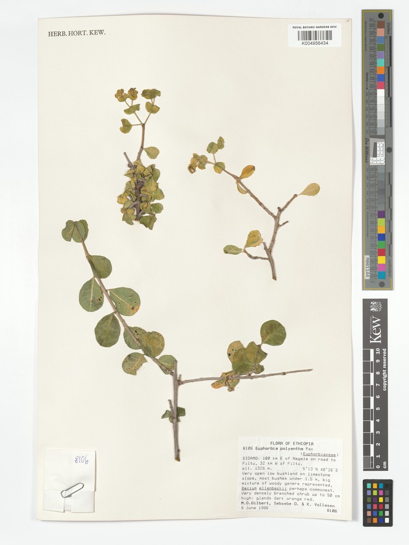 Euphorbia polyantha photo 3