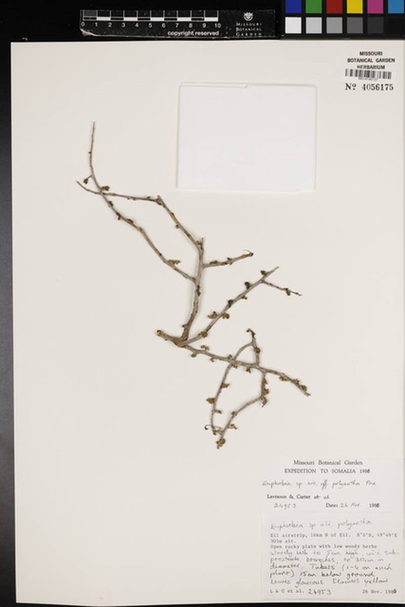 Euphorbia polyantha photo 5