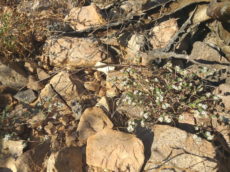 Smallseed Sandmat photo 2