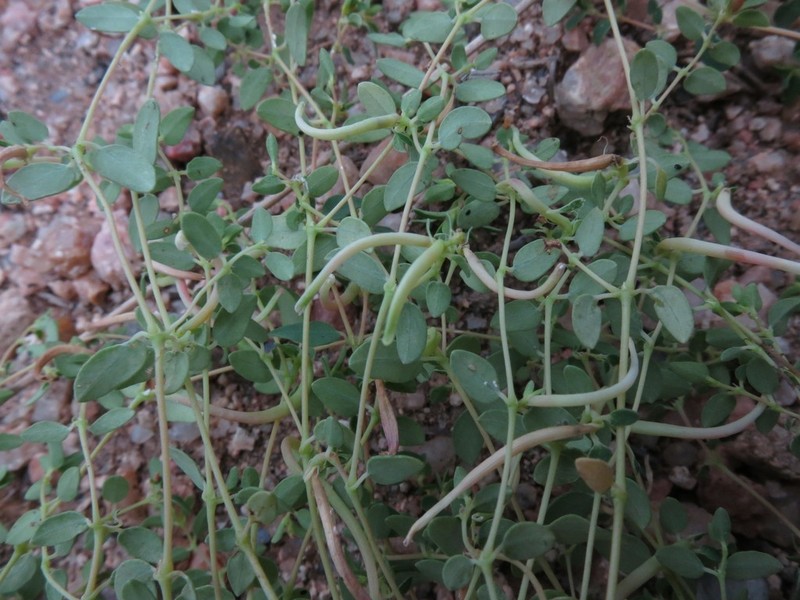 Smallseed Sandmat photo 3