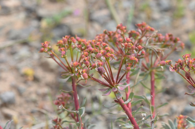 Euphorbia polycaulis