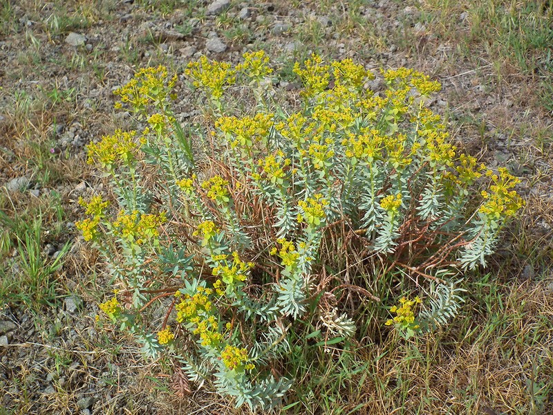 Euphorbia polycaulis photo 2
