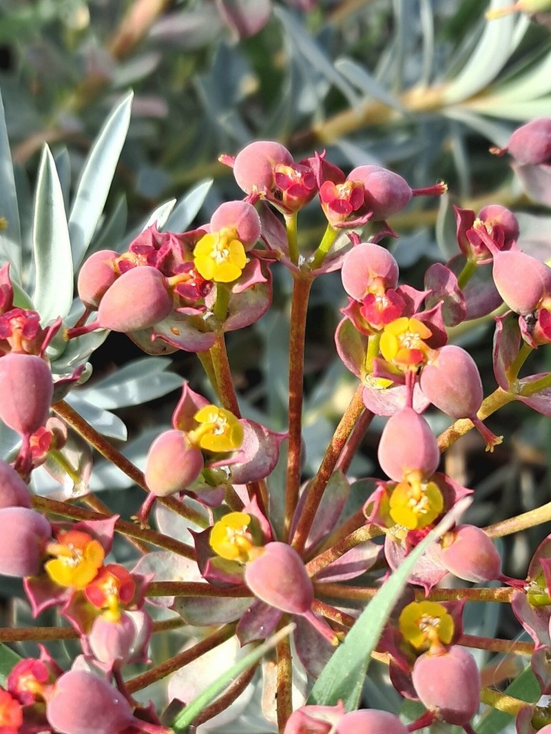 Euphorbia polycaulis photo 3