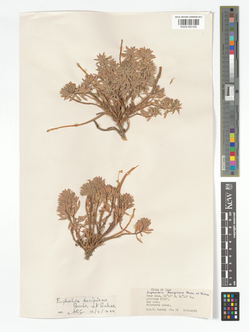 Euphorbia polycaulis photo 4