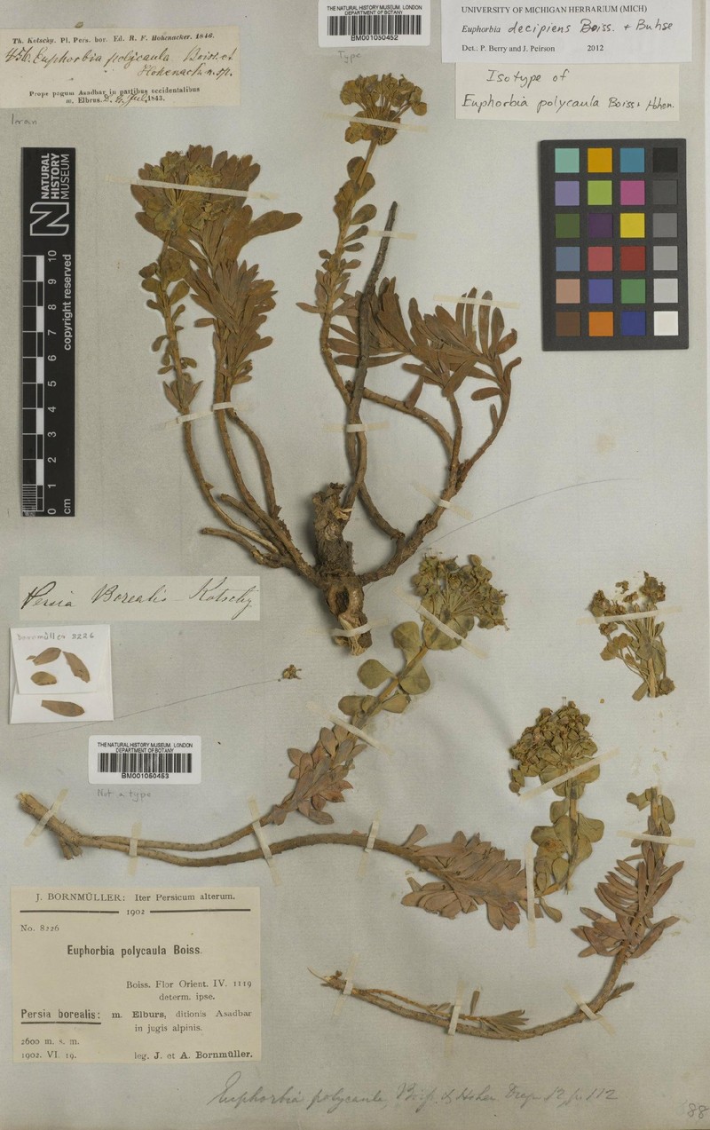 Euphorbia polycaulis photo 5