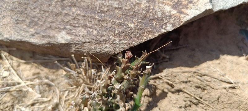 Euphorbia polycephala photo 2