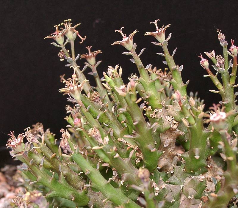 Euphorbia polycephala