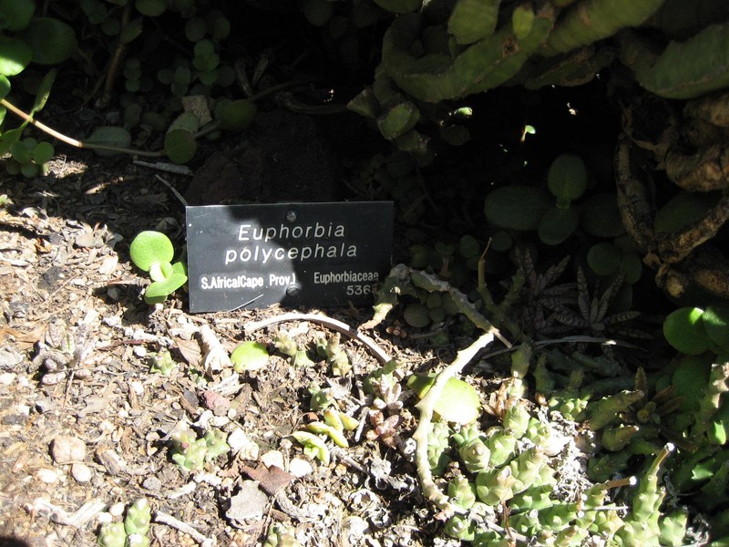 Euphorbia polycephala photo 3