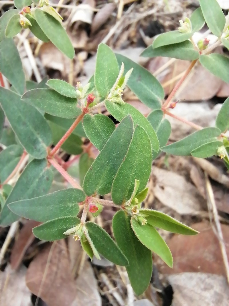 Euphorbia polycnemoides