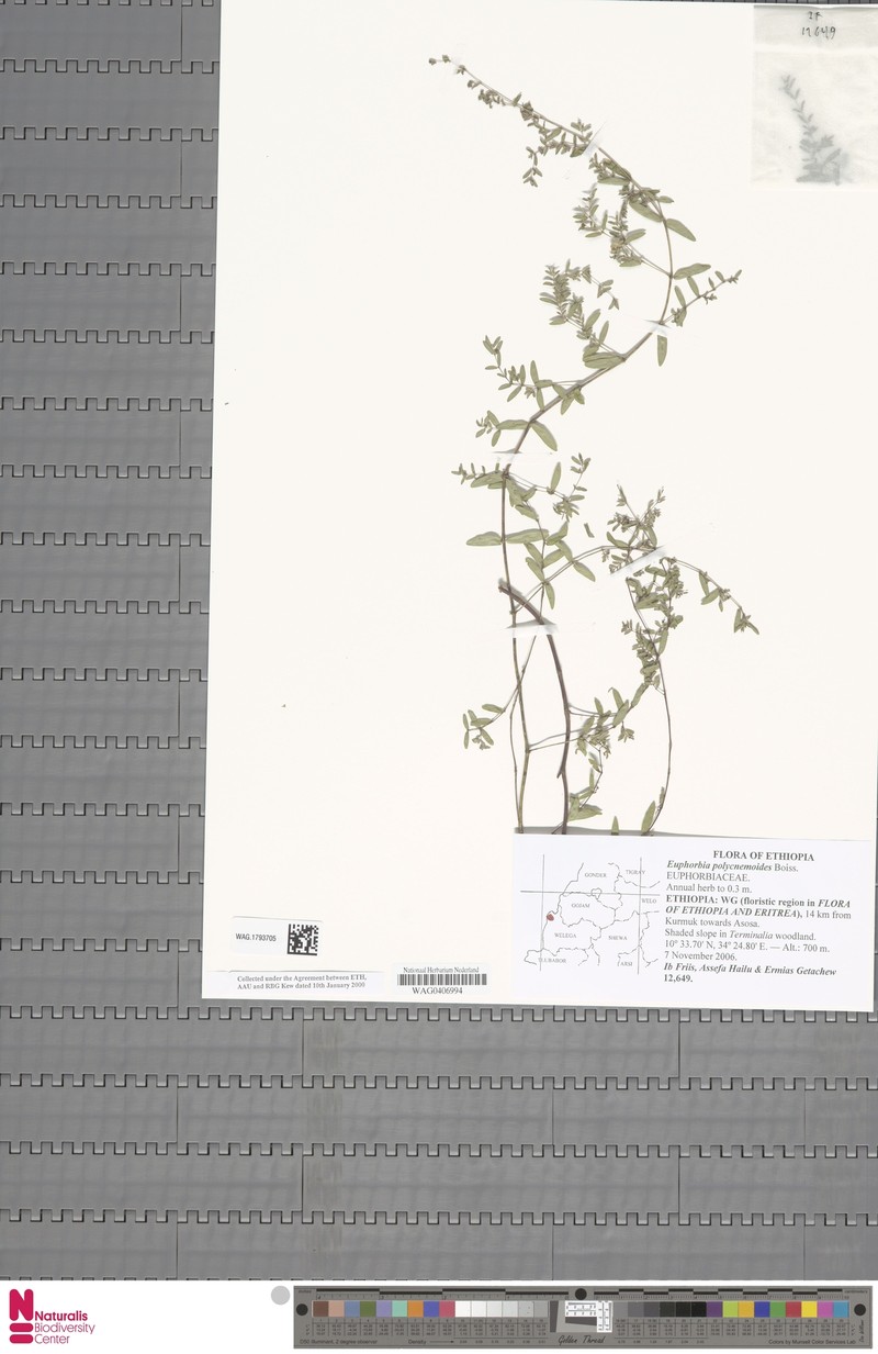 Euphorbia polycnemoides photo 4