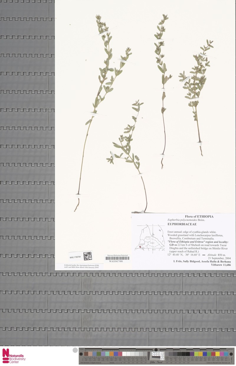 Euphorbia polycnemoides photo 6