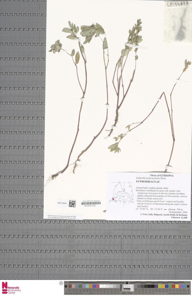 Euphorbia polycnemoides photo 7