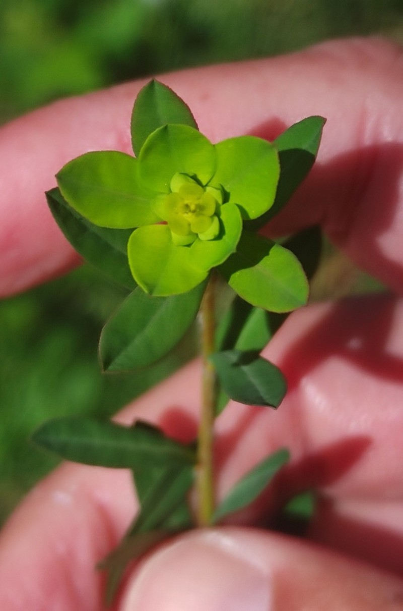 Euphorbia polygalifolia