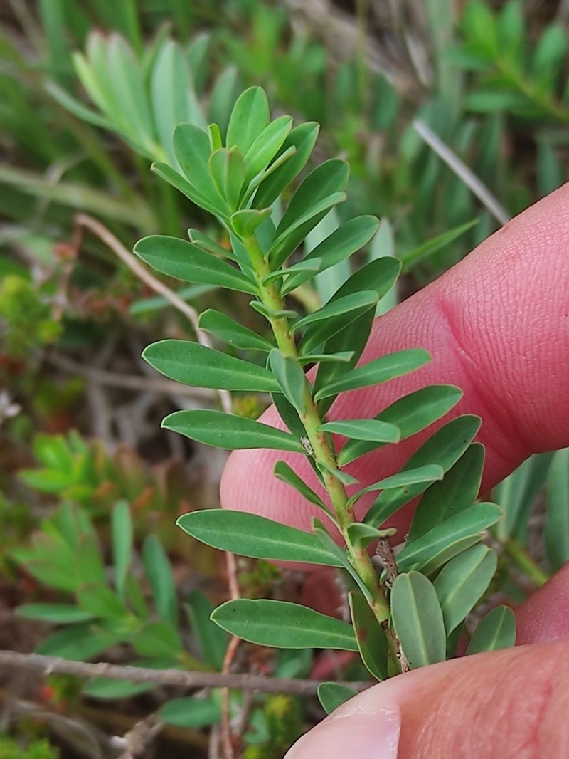 Euphorbia polygalifolia photo 2