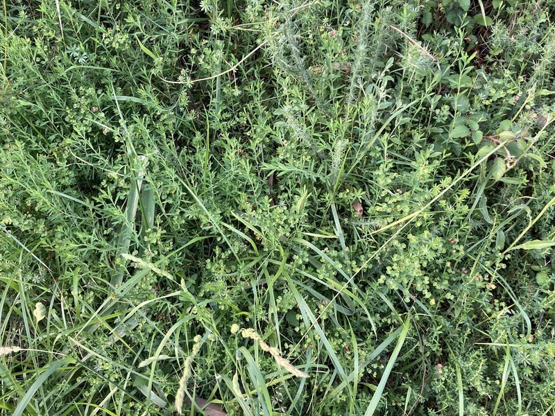 Euphorbia polygalifolia photo 3