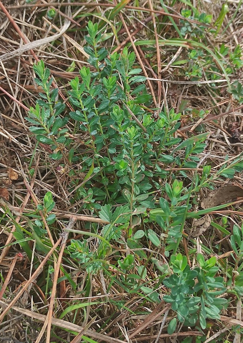 Euphorbia polygalifolia photo 4