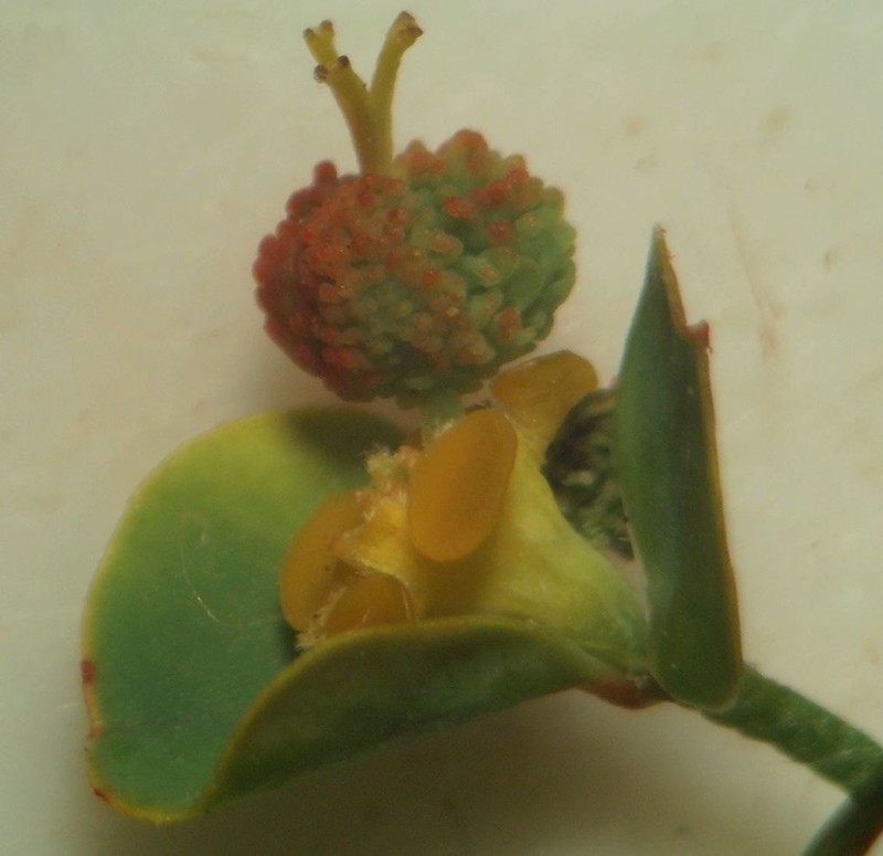 Euphorbia polygalifolia photo 5