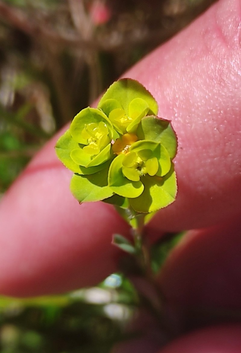 Euphorbia polygalifolia photo 6