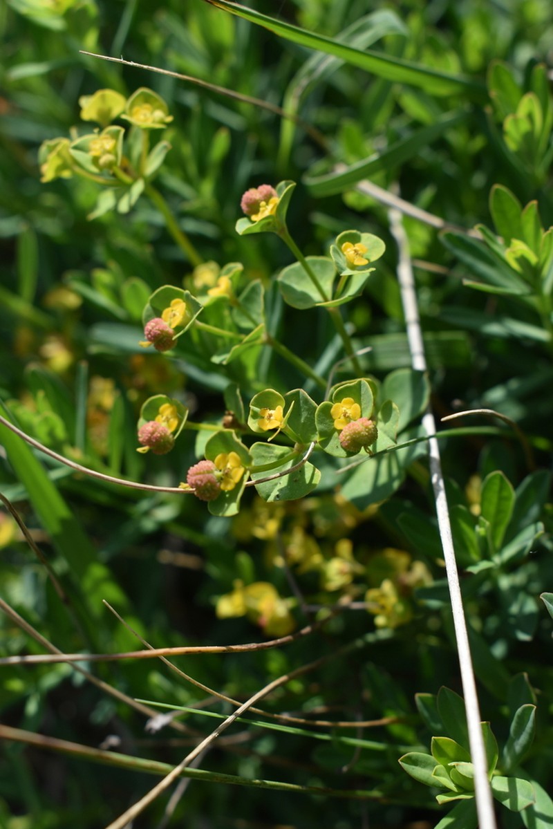 Euphorbia polygalifolia photo 7