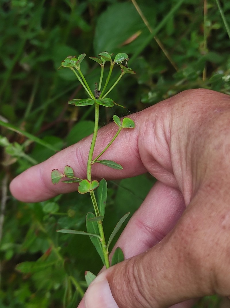 Euphorbia polygalifolia photo 8