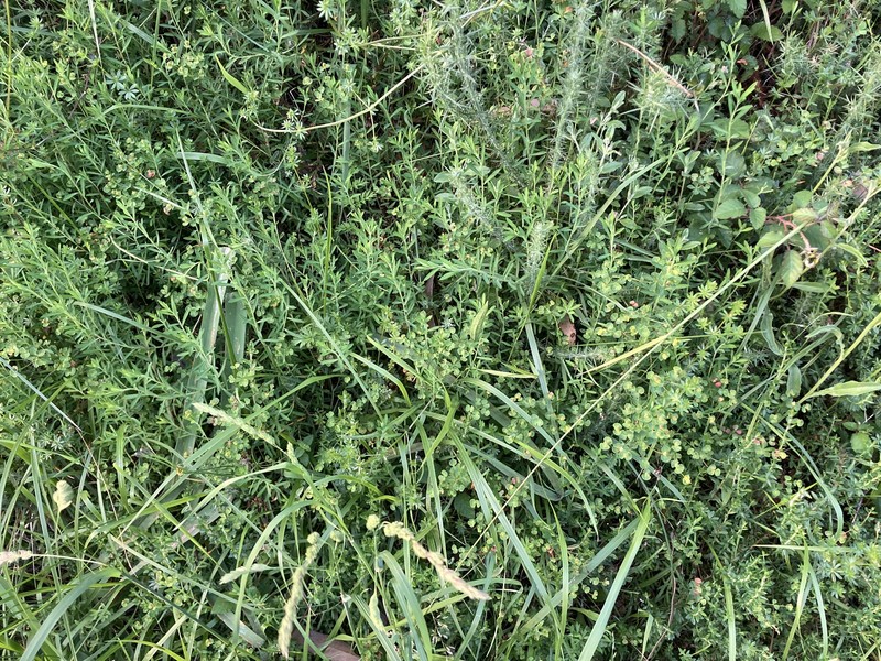 Euphorbia polygalifolia subsp. hirta