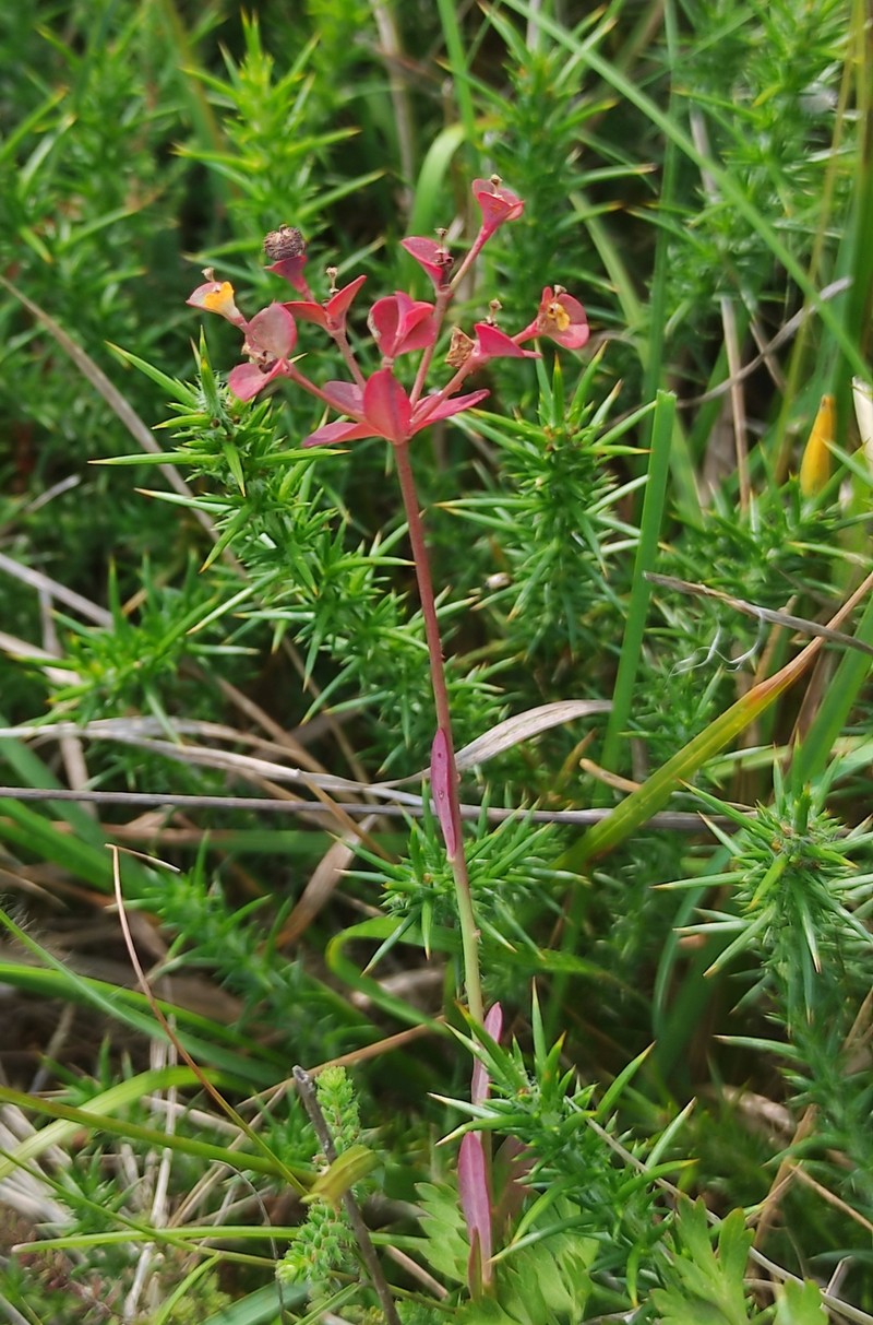 Euphorbia polygalifolia subsp. hirta photo 2