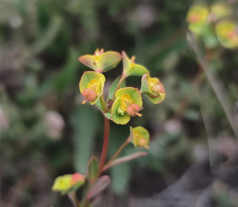 Euphorbia polygalifolia subsp. hirta photo 3