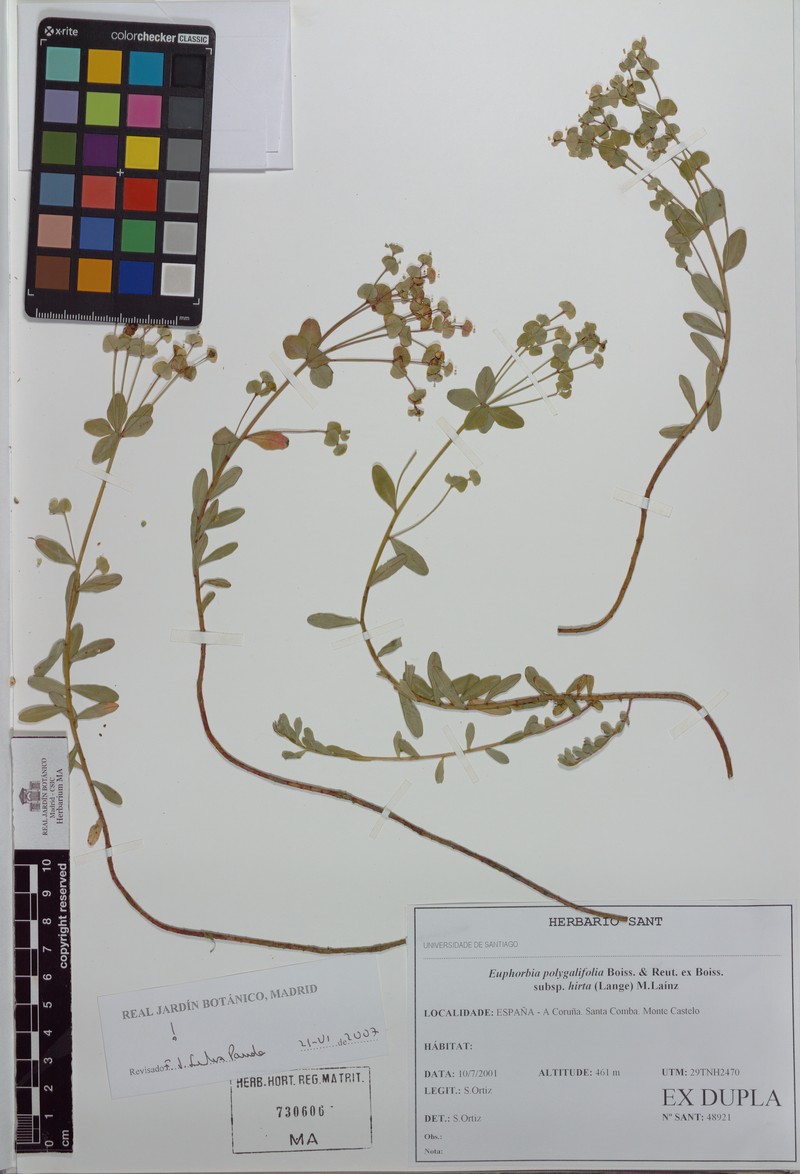 Euphorbia polygalifolia subsp. hirta photo 4