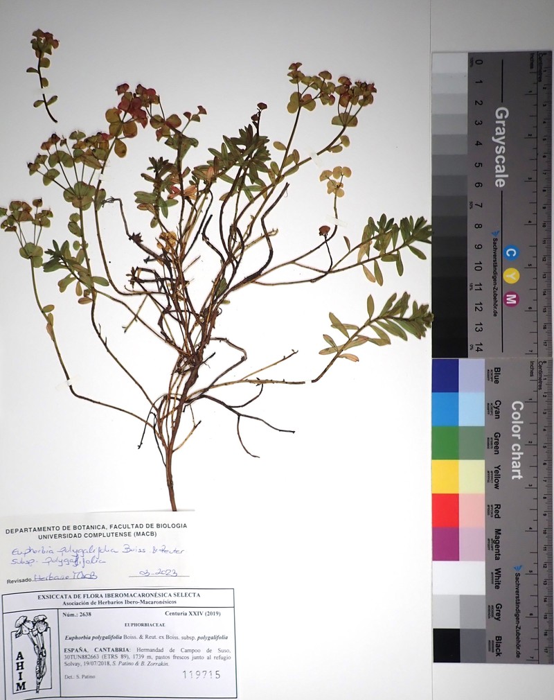 Euphorbia polygalifolia subsp. polygalifolia