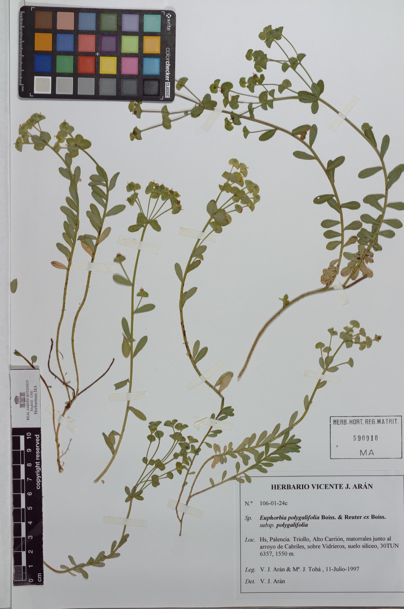 Euphorbia polygalifolia subsp. polygalifolia photo 2