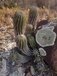 Euphorbia polygona