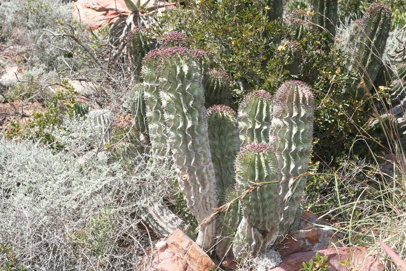 Euphorbia polygona photo 4