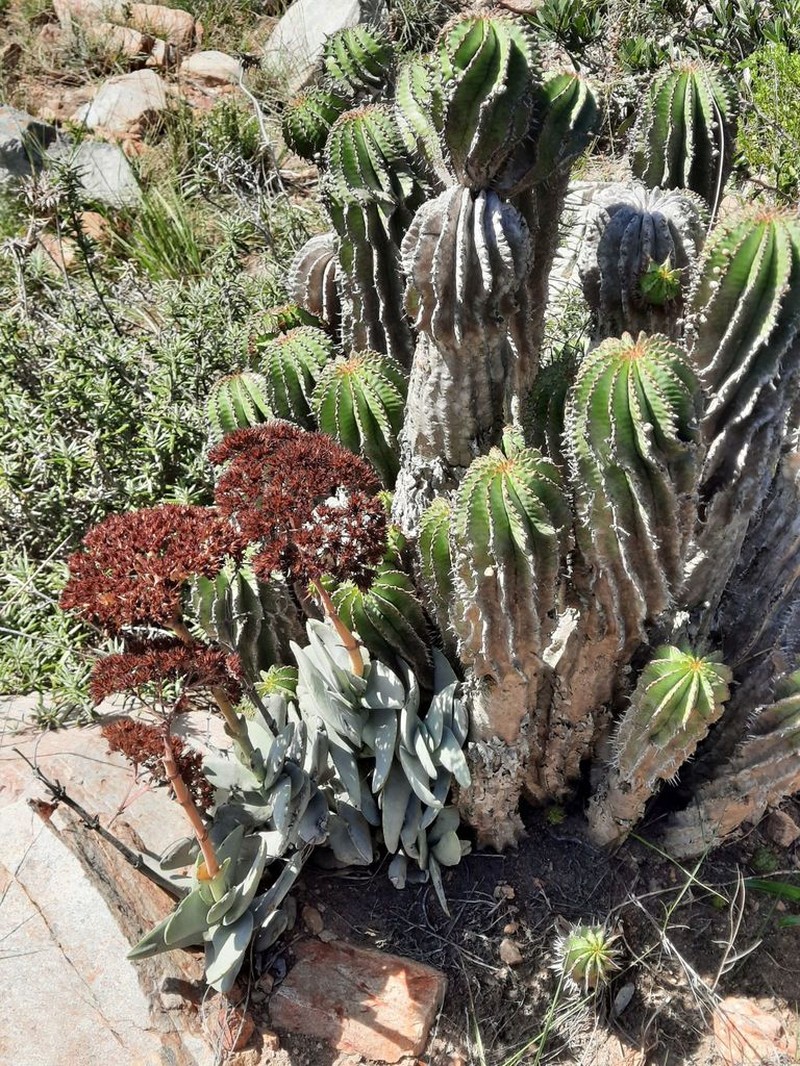 Euphorbia polygona photo 6