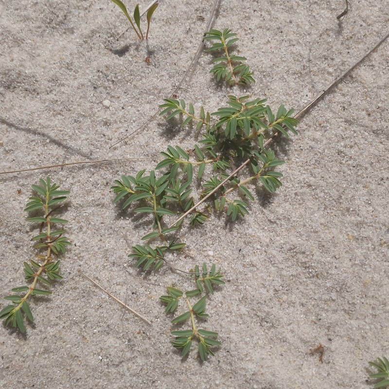 Seaside Sandmat photo 4
