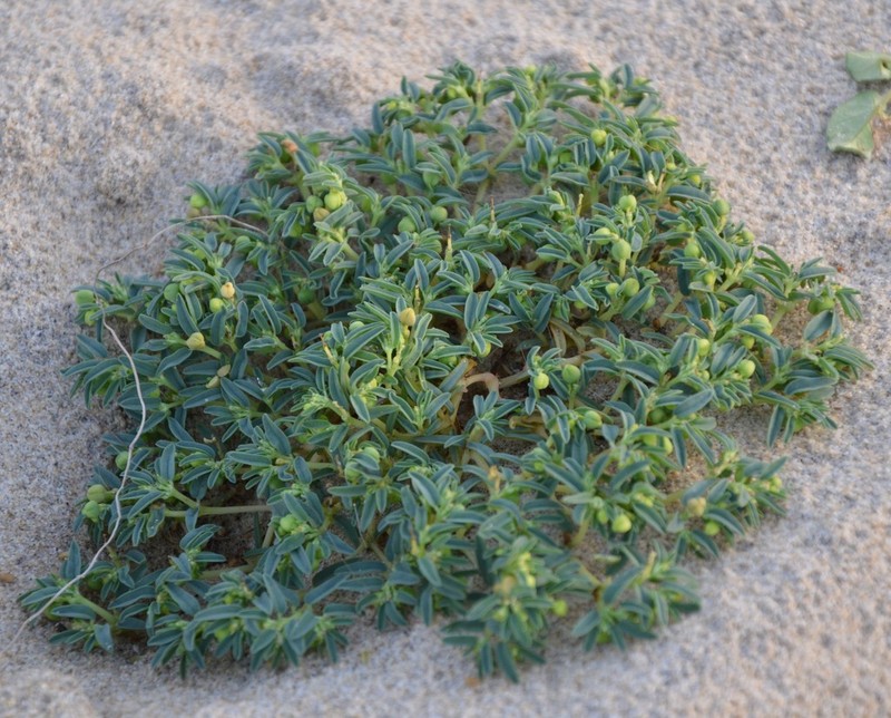 Seaside Sandmat photo 7