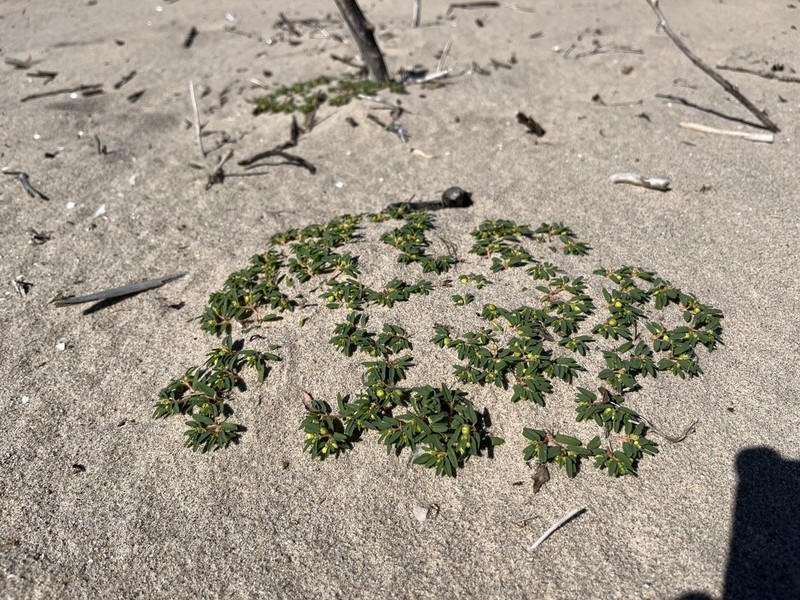 Seaside Sandmat photo 8