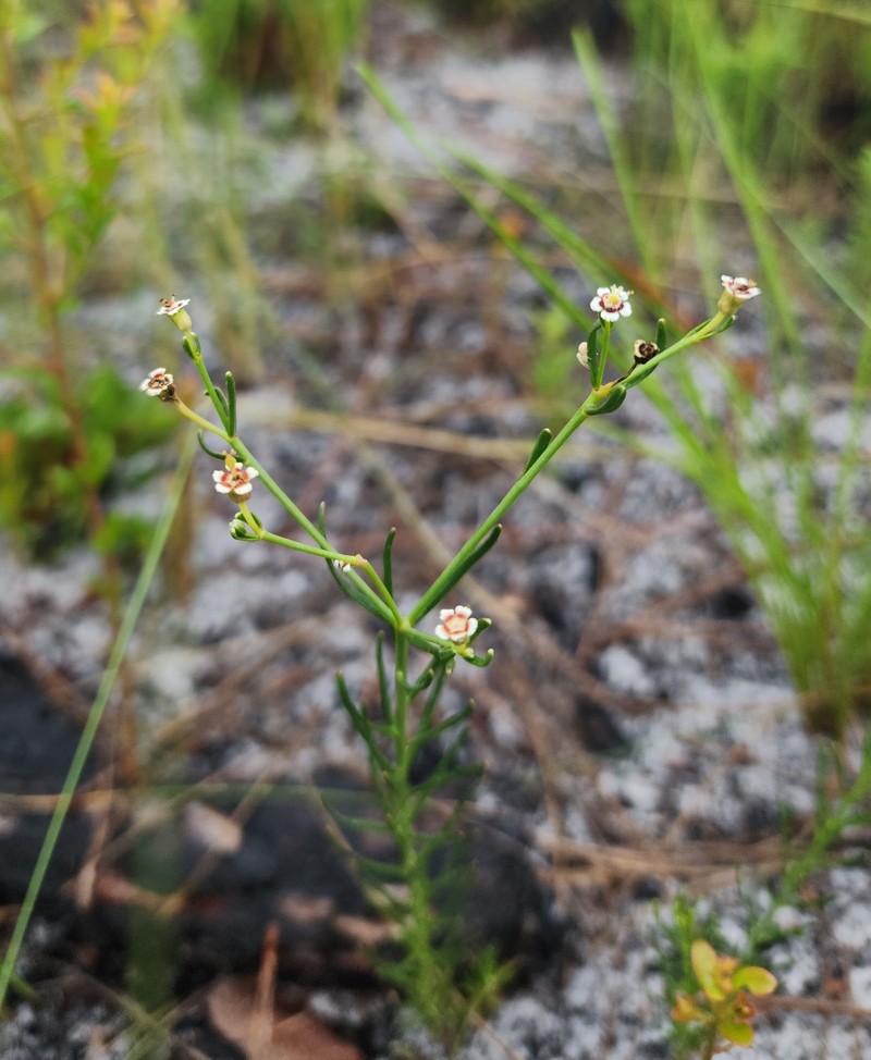 Lesser Florida Spurge