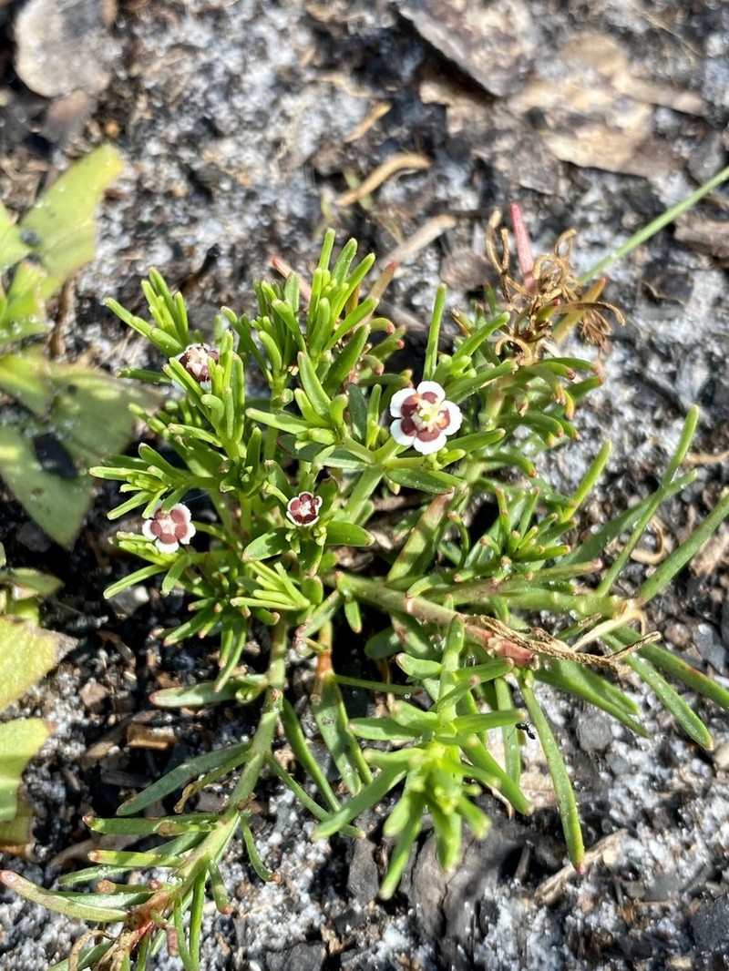 Lesser Florida Spurge