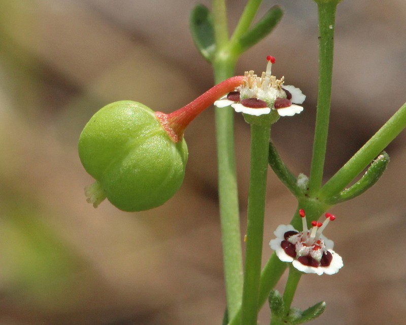 Lesser Florida Spurge photo 2