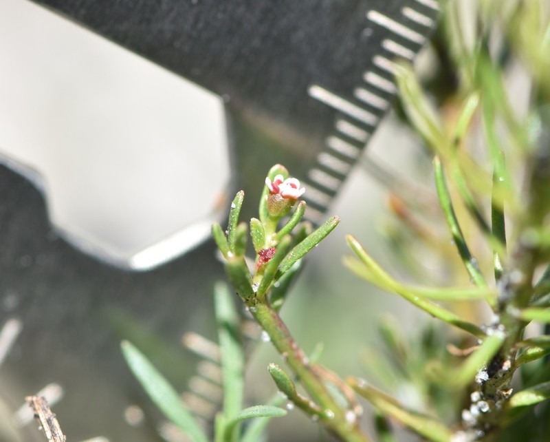 Lesser Florida Spurge photo 4