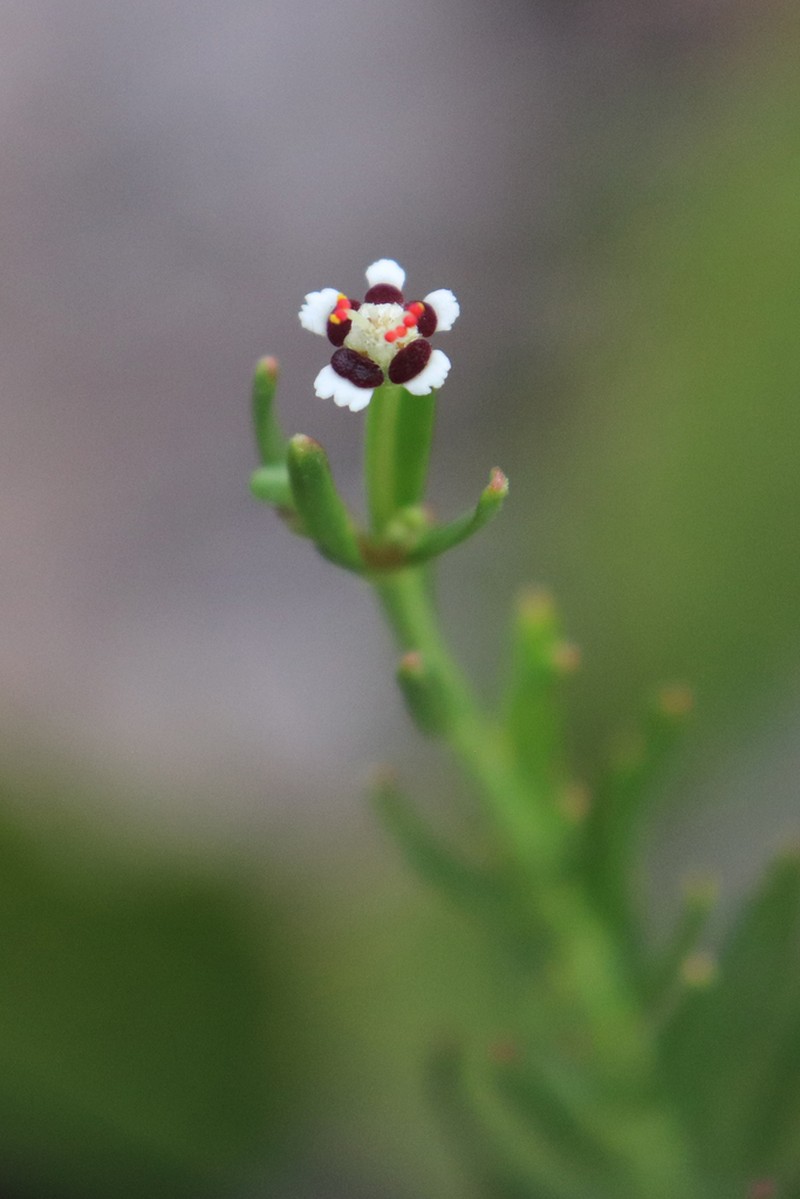Lesser Florida Spurge photo 5