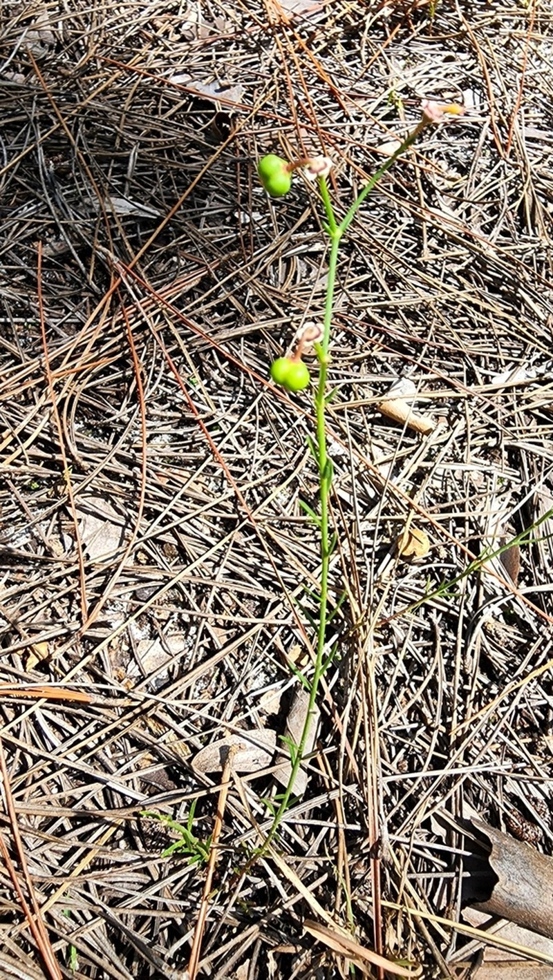 Lesser Florida Spurge photo 6