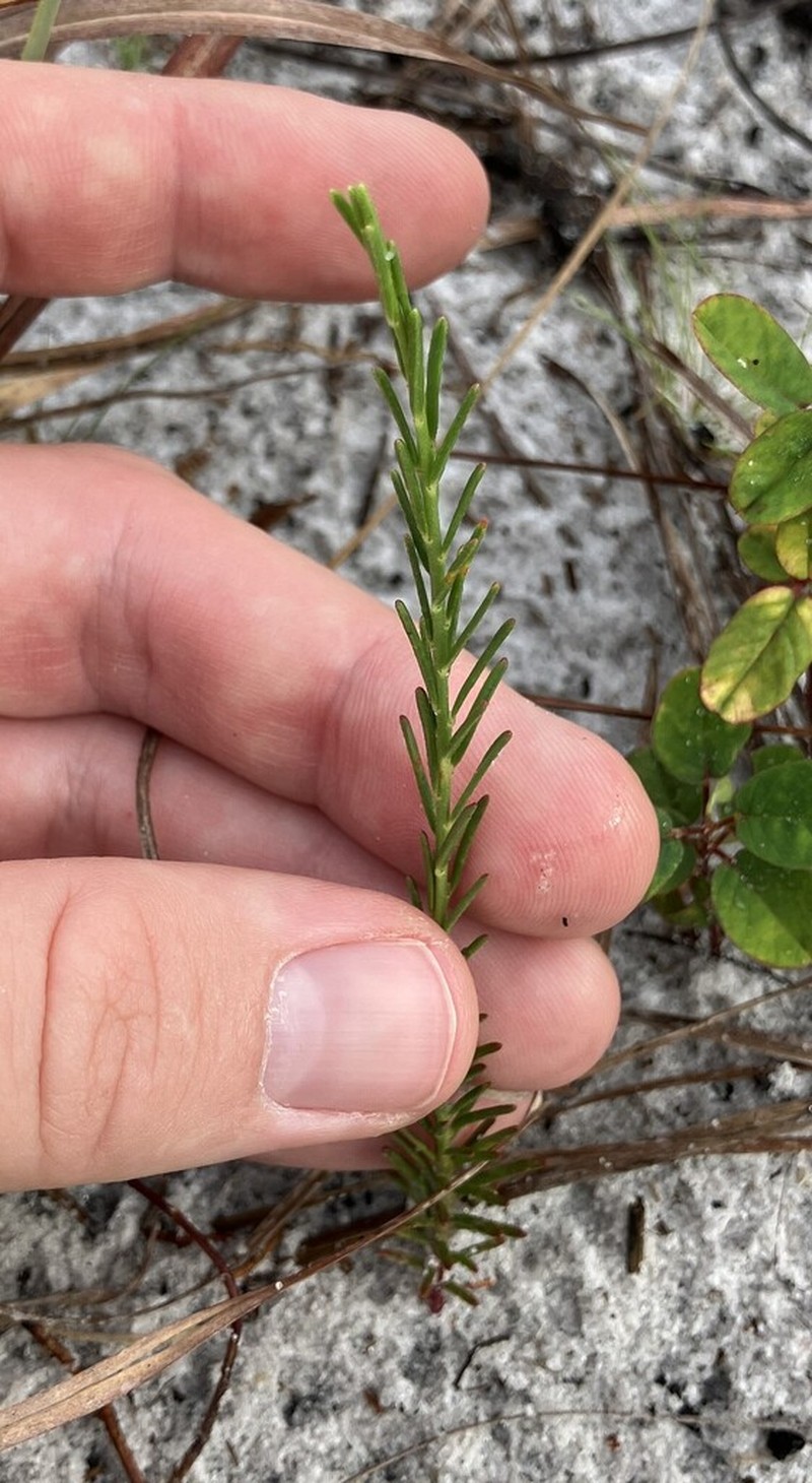 Lesser Florida Spurge photo 8