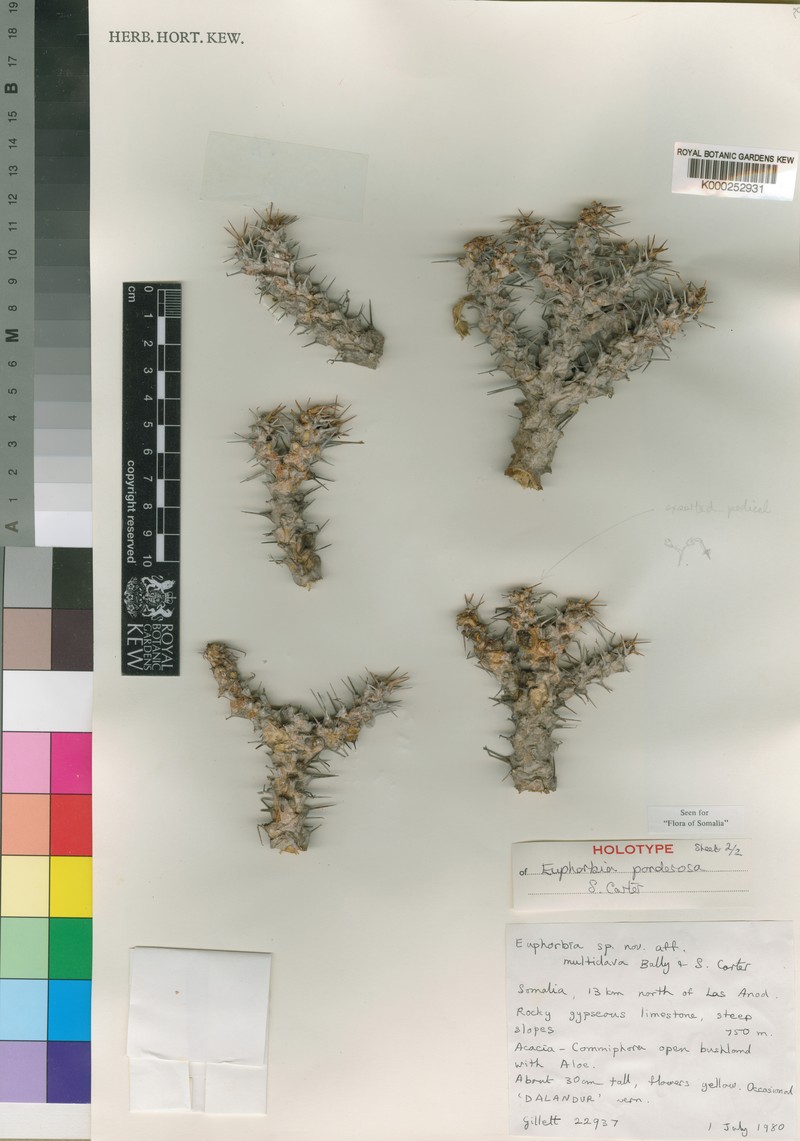 Euphorbia ponderosa photo 2