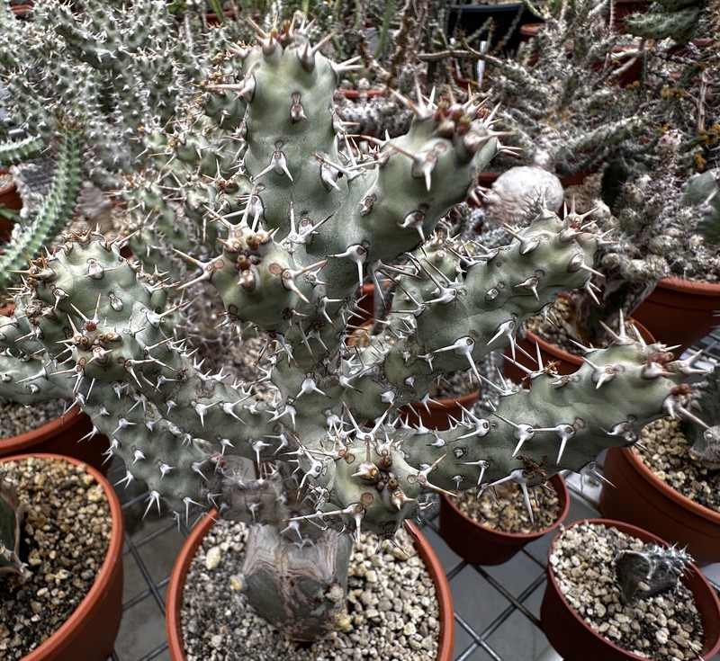 Euphorbia ponderosa
